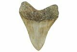 Serrated, Fossil Megalodon Tooth - North Carolina #340862-1
